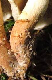 Attēlu rezultāti vaicājumam “Hypholoma lateritium”