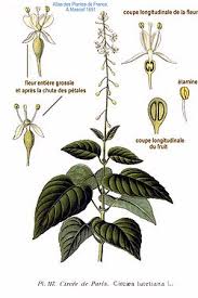 Attēlu rezultāti vaicājumam “Circaea lutetiana fruit”