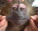 fun monkey