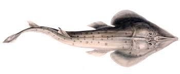 Image result for Acroteriobatus blochii