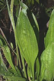 Attēlu rezultāti vaicājumam “Plantago uniflora leaf”