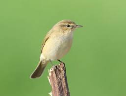 Image result for Phylloscopus orientalis