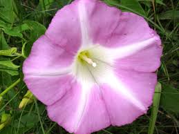 Attēlu rezultāti vaicājumam “Calystegia inflata flower”