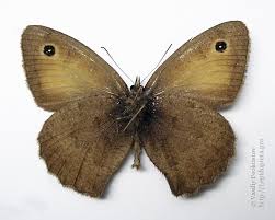 Attēlu rezultāti vaicājumam “Hyponephele lycaon”