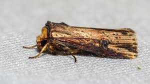 Attēlu rezultāti vaicājumam “Axylia putris”