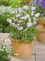 Image result for Geranium `Summer Skies`