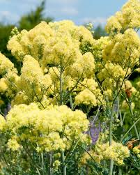 Attēlu rezultāti vaicājumam “Thalictrum flavum leaf”