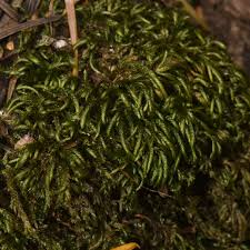 Attēlu rezultāti vaicājumam “Dichodontium pellucidum macro”