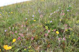 Attēlu rezultāti vaicājumam “Nardus stricta flower”