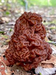 Attēlu rezultāti vaicājumam “Gyromitra esculenta”