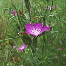 Image result for Agrostemma githago