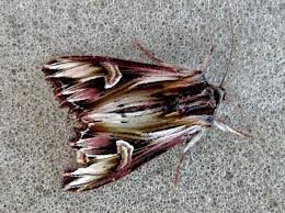 Attēlu rezultāti vaicājumam “Actinotia polyodon”