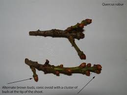 Attēlu rezultāti vaicājumam “Quercus robur bud”