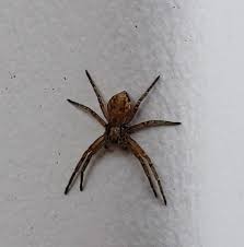 Attēlu rezultāti vaicājumam “Philodromus sp.”