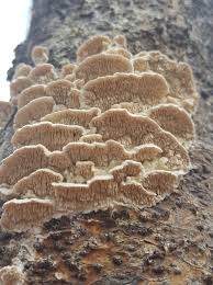 Attēlu rezultāti vaicājumam “Irpex lacteus”