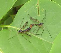 Attēlu rezultāti vaicājumam “Ptychoptera sp.”