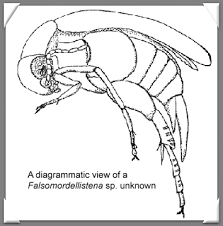 Attēlu rezultāti vaicājumam “Mordella sp.”