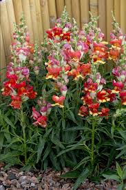 Image result for Antirrhinum majus maximum