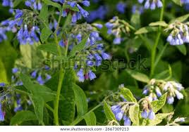 Attēlu rezultāti vaicājumam “Symphytum asperum”