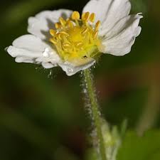 Attēlu rezultāti vaicājumam “Fragaria vesca flower”