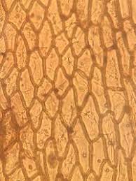 Attēlu rezultāti vaicājumam “Splachnum ampullaceum sporophyte”