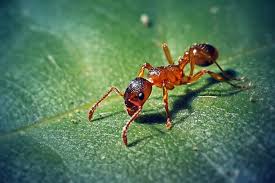 Attēlu rezultāti vaicājumam “Myrmica rubra”