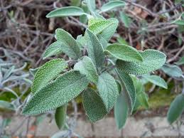 Image result for Salbei