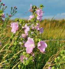 Image result for Lavatera thuringiaca