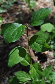 Attēlu rezultāti vaicājumam “Rhamnus cathartica leaf”