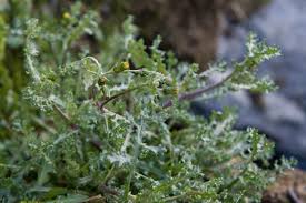 Attēlu rezultāti vaicājumam “Senecio vulgaris leaf”
