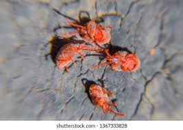 Attēlu rezultāti vaicājumam “Trombidiidae”