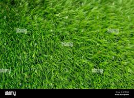 Attēlu rezultāti vaicājumam “| Dicranella”