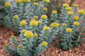Attēlu rezultāti vaicājumam “Rhodiola rosea”