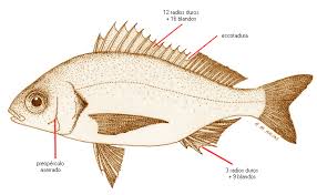 Image result for Pomadasys incisus
