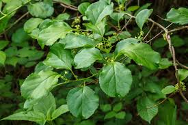 Attēlu rezultāti vaicājumam “Celastrus flagellaris”