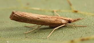 Attēlu rezultāti vaicājumam “Pediasia contaminella”