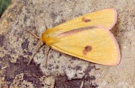 Attēlu rezultāti vaicājumam “Diacrisia sannio male”