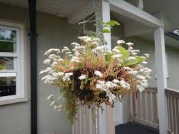 Attēlu rezultāti vaicājumam “Sedum album flower”