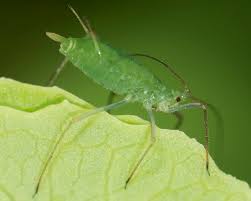 Attēlu rezultāti vaicājumam “Acyrthosiphon”