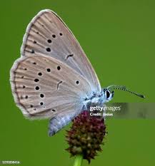 Attēlu rezultāti vaicājumam “Maculinea teleius underside”