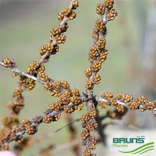 Attēlu rezultāti vaicājumam “Hippophae rhamnoides female flower”