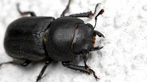 Attēlu rezultāti vaicājumam “Lucanidae”