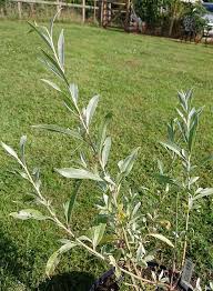 Attēlu rezultāti vaicājumam “Salix alba var. sericea”