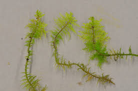 Attēlu rezultāti vaicājumam “Cephalozia bicuspidata sporophyte”