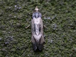 Attēlu rezultāti vaicājumam “Cochylis dubitana”