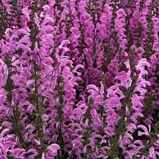 Image result for Salvia pratensis