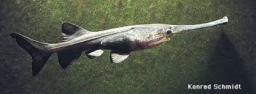 Image result for Polyodon spathula