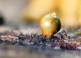 Attēlu rezultāti vaicājumam “Ophiotheca chrysosperma”