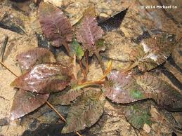 Attēlu rezultāti vaicājumam “Cribraria ferruginea stalked”