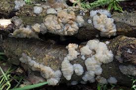 Attēlu rezultāti vaicājumam “Exidia thuretiana”